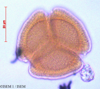 ISEM 1/Perezia_pungens_29083/Perezia_pungens_29083_0001(copy)_thumb.jpg